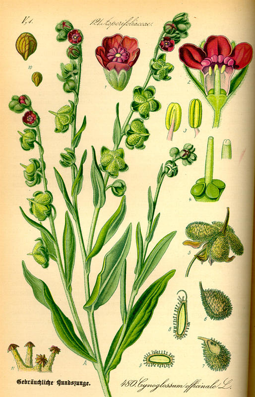 Лечебна наумка (Cynoglossum officinale)